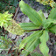 pineapple lily