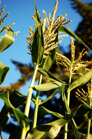 [20080716006copy2.jpg]