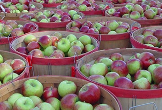 [applefest[4].jpg]
