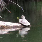 Red ear slider