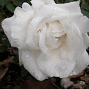 Frau Karl Druschki Rose