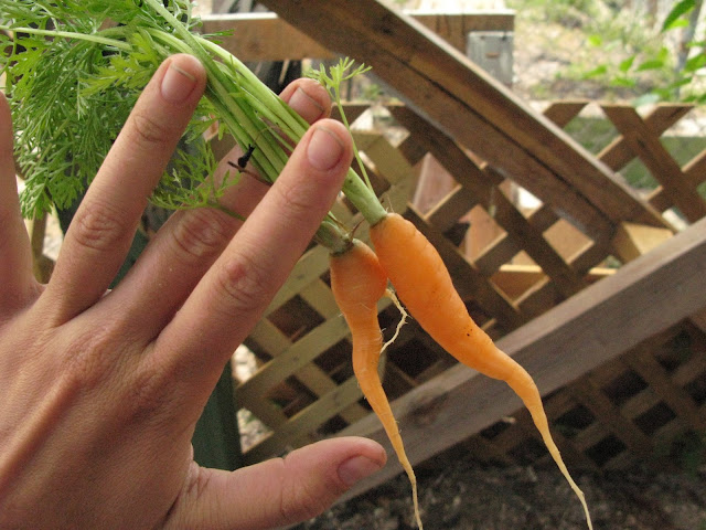 Springfield Community Garden