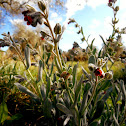 Besneula de fulla blanca