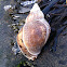 Whelk