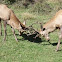 white-tailed deer