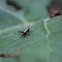 Dark bush-cricket