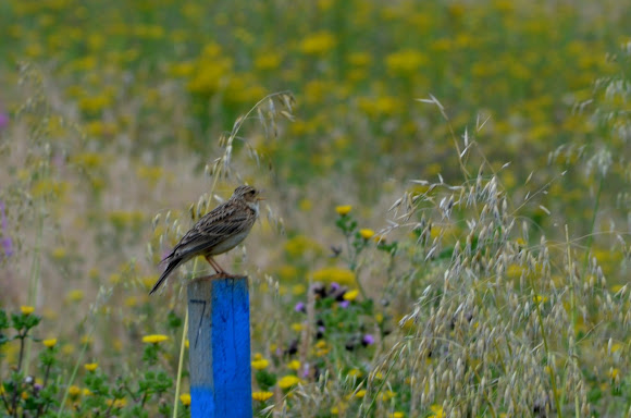 Spotting Image 1