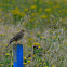 Sky Lark