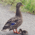 Mallard