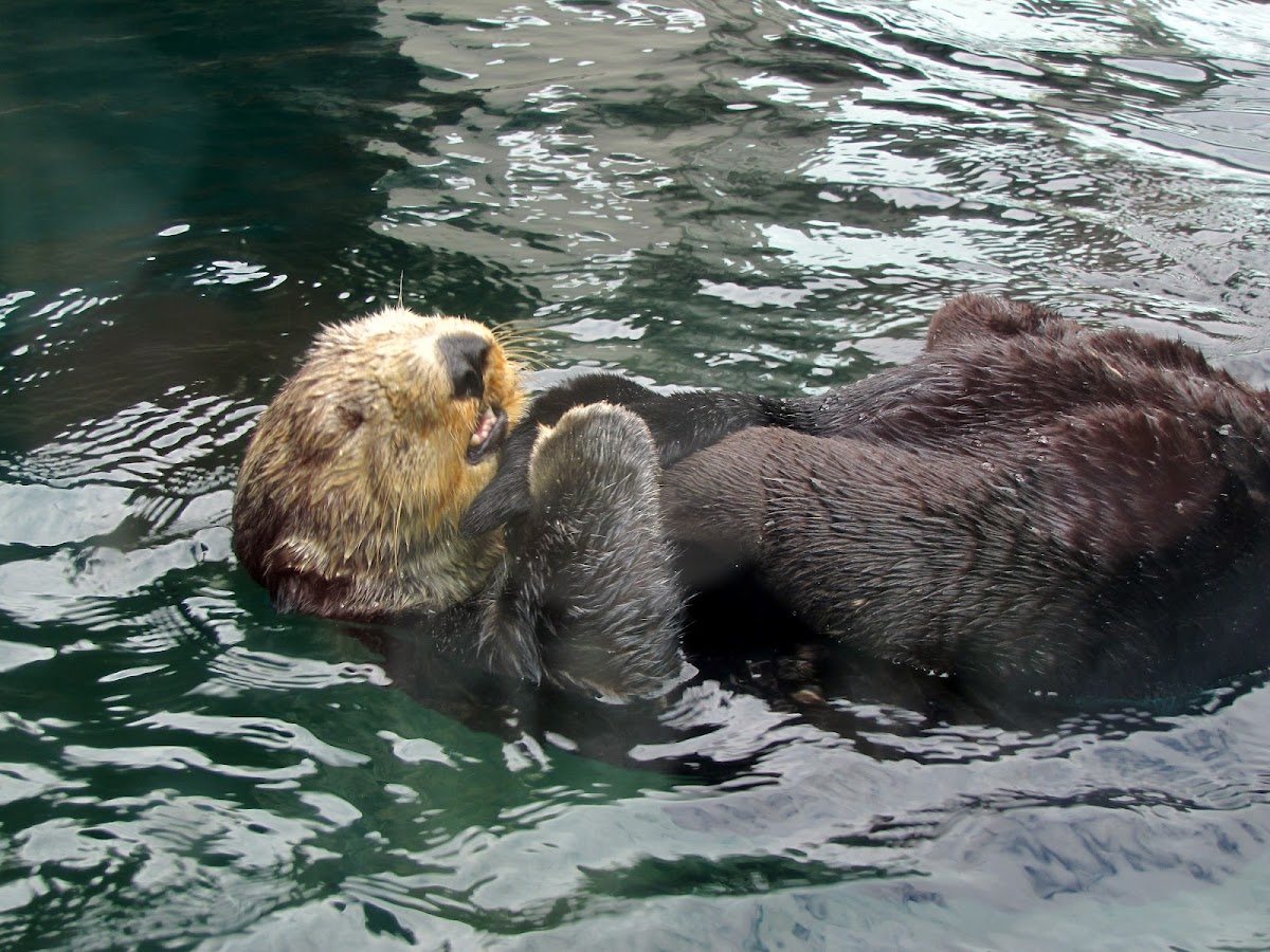 Sea Otter