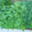 Apple Mint