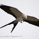 Milano tijereta (Swallow-tailed kite)