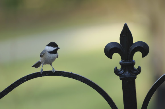 Spotting Image 1