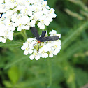 Grapeleaf Skeletonizer