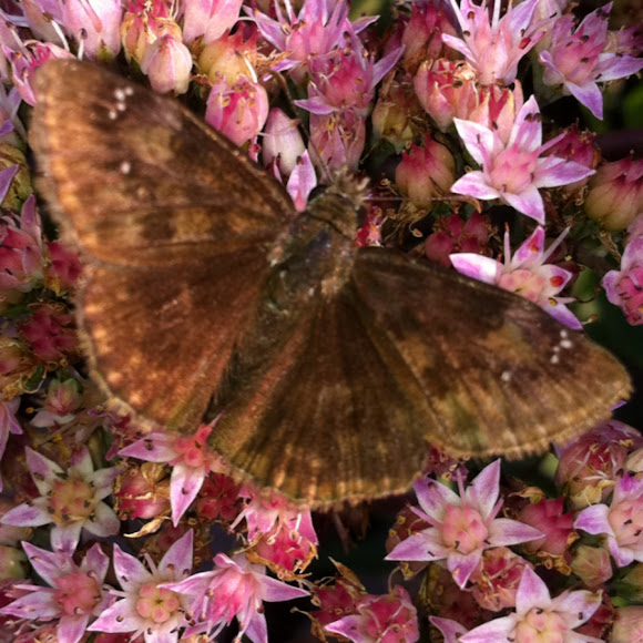 Spotting Image 1