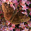 Skipper Butterfly