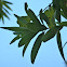 Californian Bay Laurel