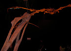 fossils replica of Quetzalcoatlus, the largest pterosaur with a wingspan of 10m!