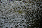 A bubbling spring in Shizen Kyoiku Park