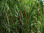 Swamp grass in Shizen Kyoikuen