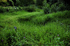 The roaming wild grass in Shizen Kyoikuen