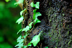 Tree bark with creepers in Shizen Kyoikuen