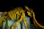 The mammoth in fake bones