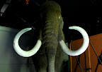 The mammoth clad in fake hair