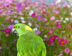 Parrot in front of cosmos