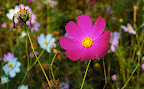 Life and death of cosmos