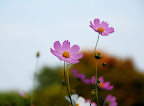 Some cosmos struck out on their own to unique heights