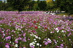 A beautiful plane of cosmos