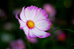 White with pink tinged petals cosmos