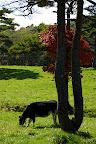 A bit of an odd-shaped tree.