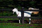 A goat in total bliss.
