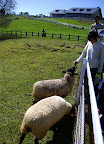 Feeding the sheep was popular, Aya seen here doing it