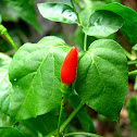 Wild Chilli