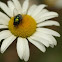Green Bottle Fly 