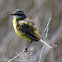 Spanish Yellow Wagtail; Lavandera boyera