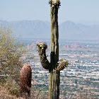 Saguaro Cactus