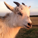 Pygmy Goat