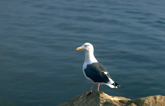 Spotting Image 1