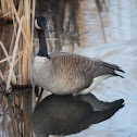 Canada Goose