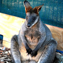kangaroo