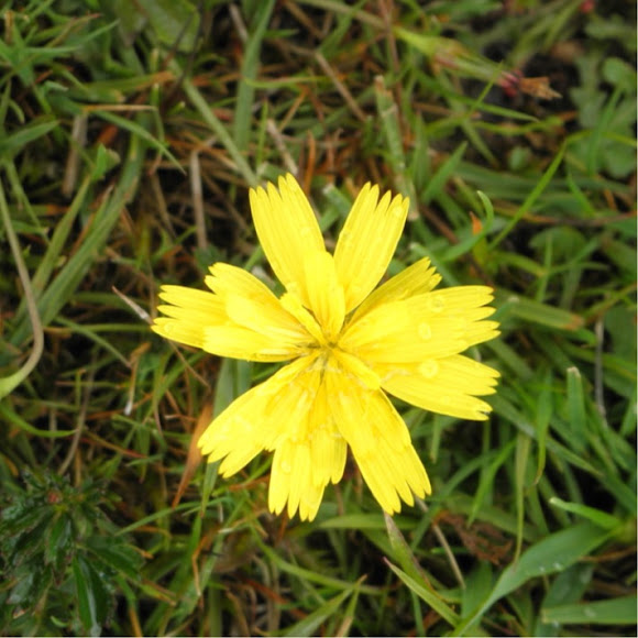 Spotting Image 1