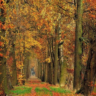 How to download Autumn Leaf Live Wallpapers patch 1.0.1 apk for pc