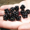 Wild Blackberries