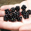 Wild Blackberries