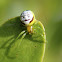 Kidney Garden Spider/ Pale Orb Weaver