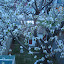 Orchard